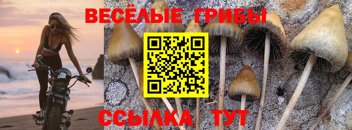 Галлюциногенные грибы Psilocybine cubensis Саяногорск